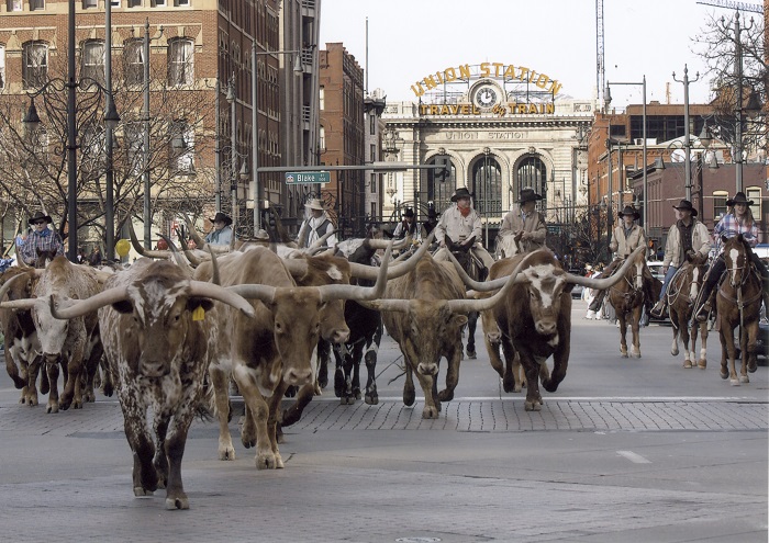 Cattle call: Steer a course to 17th Street on January 5, 2017, for the National Western Stock Show Parade. National Western Stock Show via Wikimedia Commons 